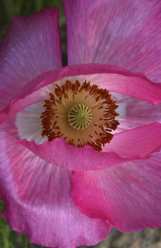 eye-of-the-flower-9699