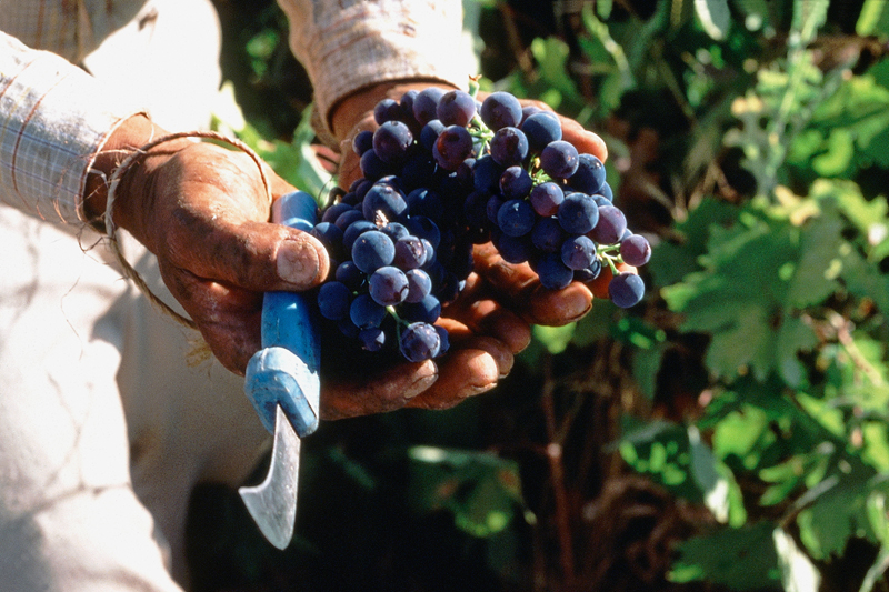 zinfandel in hands of picker